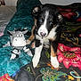 puppy, dog, toy, stuffed_animal, bedspread, floral_pattern, black, white, brown, pet, cute, indoor, animal, playful, young_dog, nose, ears, paws, collar, bed