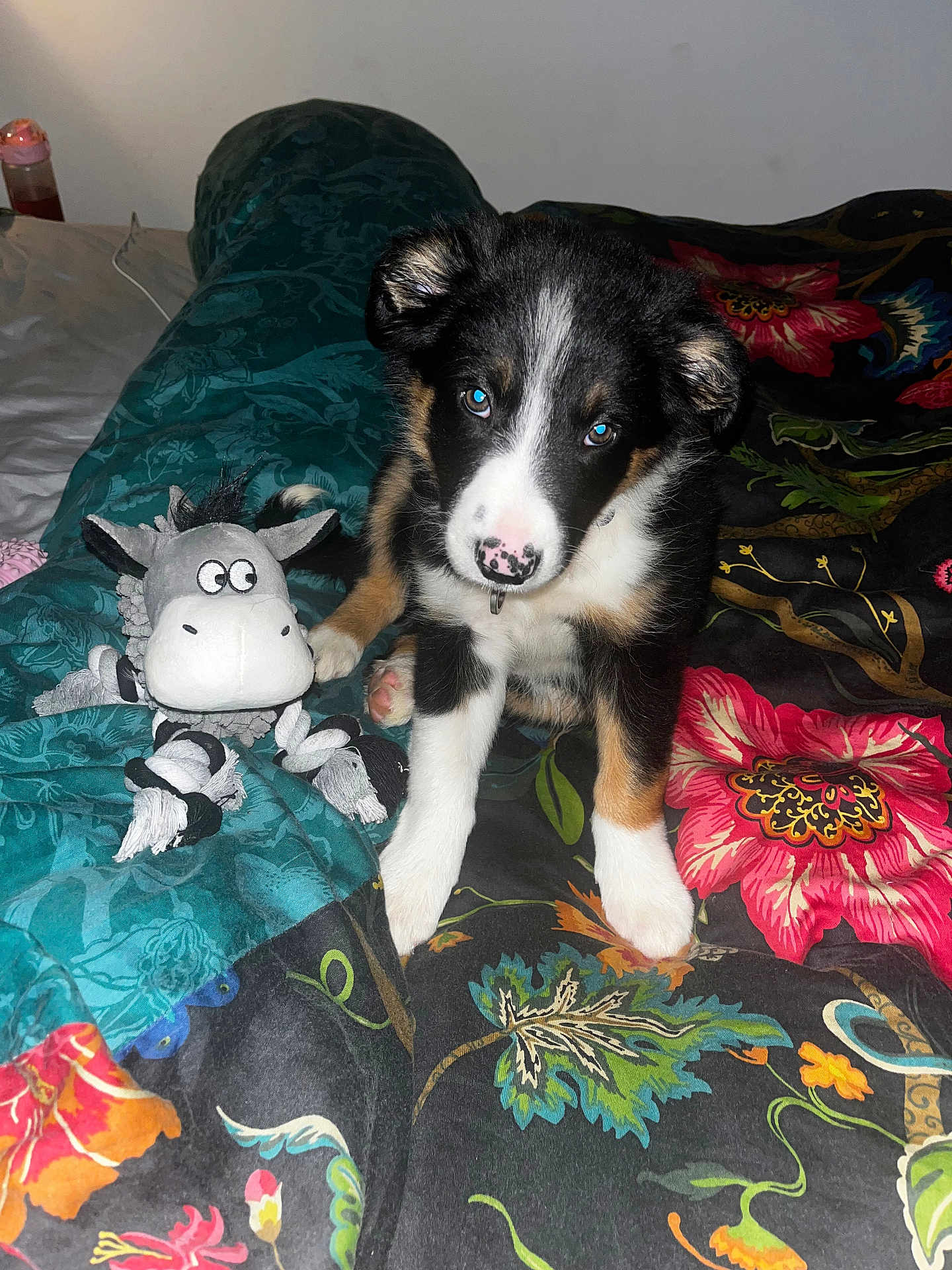Finn