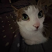 Luna is registered to the contest to win money with this photo: bed, big_eyes, blanket, bokeh, cat, close_up, cozy, curious, feline, green_eyes, indoor, low_light, mirror_reflection, nose, pet, polka_dot_blanket, portrait, tabby, whiskers, white_fur