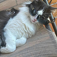 Ulysse a rejoint le concours — aidez-le/la à gagner de superbes lots ! animal, black_and_white, black_fur, cat, chair, close_up, fashionable, fluffy, funny, fur, long_hair, lounging, mesh, outdoor, pet, portrait, relaxed, sitting, sunglasses, white_fur