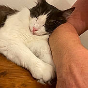 Ulysse a rejoint le concours — aidez-le/la à gagner de superbes lots ! animal, black_and_white, cat, close_up, companionship, cozy, cute, domestic_animal, feline, fur, human_arm, indoor, nap, paw, pet, relaxed, resting, sleeping, whiskers, wooden_table