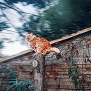 Titou participe au concours pour gagner de l'argent avec cette photo : alert, animal, cat, daylight, fluffy, fur, garden, greenery, mammal, nature, orange_cat, outdoor, perched, pet, plants, rustic, tail, tree_stump, wildlife, wooden_fence