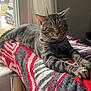 cat, tabby_cat, feline, pet, indoor, window, blanket, patterned_blanket, cat_tree, relaxed, resting, fur, whiskers, ears, paws, natural_light, home, cozy, animal, mammal