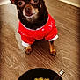 Chika joined the competition — help win amazing prizes! dog, small_dog, pet, red_sweater, clothing, floor, wooden_floor, bowl, noodles, food, spoon, indoor, cute, looking_up, animal, domestic_animal, companion, meal, festive, winter_wear