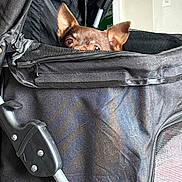 Chika is registered to the contest to win money with this photo: dog, stroller, black, peeking, ears, eyes, pet, indoor, fabric, zipper, handle, closeup, curious, small_dog, hidden, animal, domestic, cute, cozy, resting
