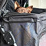 dog, stroller, black, peeking, ears, eyes, pet, indoor, fabric, zipper, handle, closeup, curious, small_dog, hidden, animal, domestic, cute, cozy, resting