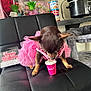 dog, small_dog, pink_dress, tutu, chair, black_chair, cup, pink_cup, birthday, birthday_candle, kitchen, counter, crockpot, pet, animal, cute, celebration, indoor, funny, drink