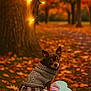 dog, small_dog, sweater, plaid_skirt, plush_cushion, bone_shaped, autumn, fall_leaves, tree, fairy_lights, outdoor, park, pathway, cozy, cute, pet, animal, brown_dog, nature, seasonal