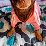 dog, small_dog, brown_dog, pet, animal, indoor, blanket, patterned_blanket, pink_jacket, clothing, cute, close_up, portrait, paw, ears, fur, face, canine, resting, looking