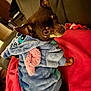 dog, brown_dog, small_dog, hoodie, blue_hoodie, plush_clothing, pink_ears, pet_clothing, couch, red_blanket, indoor, looking_back, cute, cozy, fur, animal, companion, home, portrait, pet