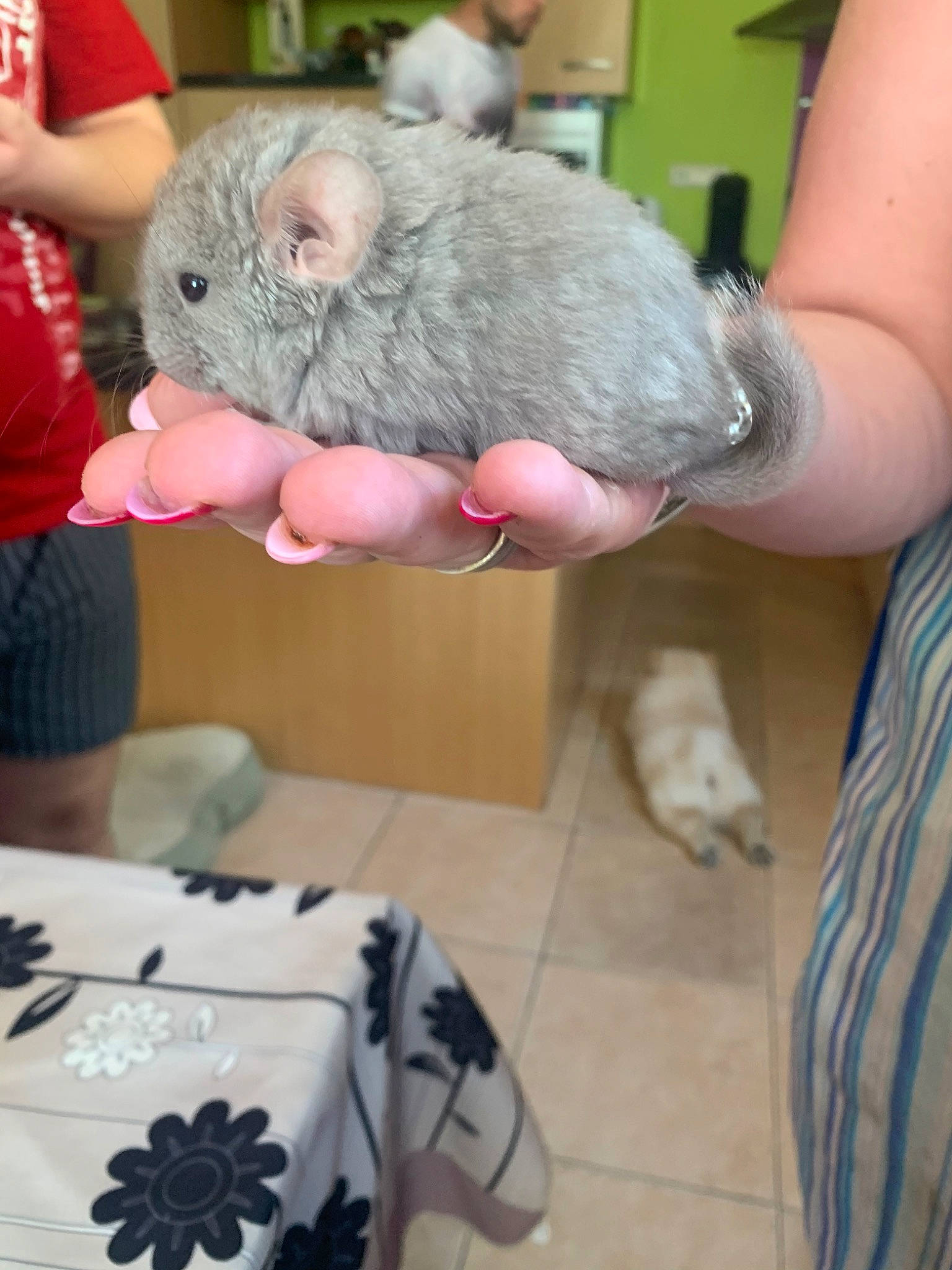 Fidgi participe au concours pour gagner de l'argent avec cette photo : chinchilla, degu, fawn, fur, gerbil, hamster, hand, mouse, muridae, muroidea, pest, rat, rodent, skin, whiskers