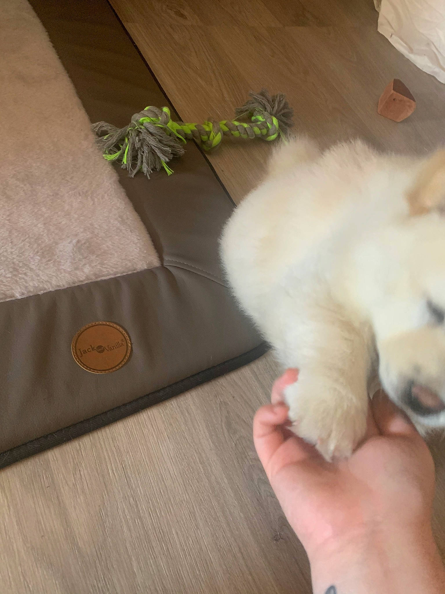 Simba participe au concours pour gagner de l'argent avec cette photo : bichon, canidae, carnivore, cat, companion_dog, dog, dog_breed, fawn, felidae, japanese_spitz, maltese, non_sporting_group, paw, persian, pomeranian, puppy, samoyed, spitz, volpino_italiano