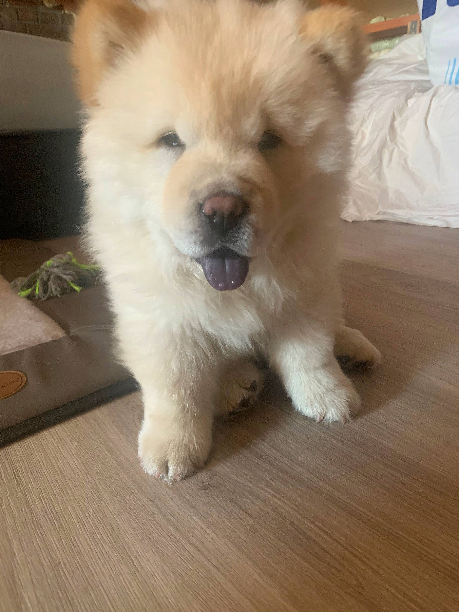 Simba a rejoint le concours — aidez-le/la à gagner de superbes lots ! ancient_dog_breeds, canidae, carnivore, chow_chow, companion_dog, dog, dog_breed, eurasier, fawn, mammal, non_sporting_group, nose, puppy, rare_breed_dog, snout, sporting_group, vertebrate