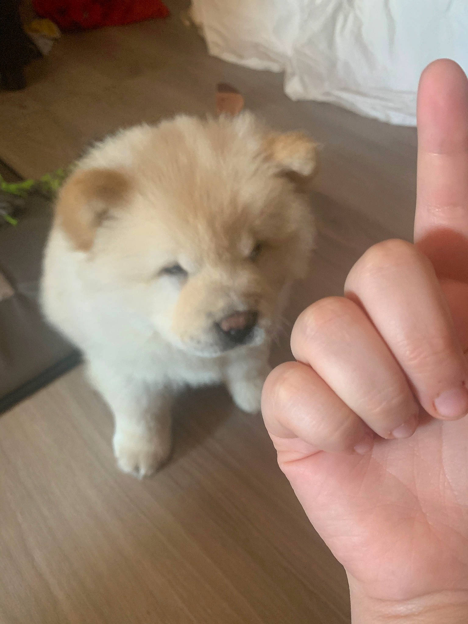 Simba a rejoint le concours — aidez-le/la à gagner de superbes lots ! ancient_dog_breeds, canidae, carnivore, chow_chow, companion_dog, dog, dog_breed, fawn, german_spitz, german_spitz_klein, mammal, non_sporting_group, pomeranian, puppy, skin, snout, spitz, sporting_group, toy_dog, vertebrate