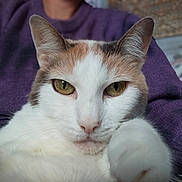 Minette participe au concours pour gagner de l'argent avec cette photo : cat, calico_cat, close_up, pet, animal, feline, golden_eyes, whiskers, fur, paw, person, purple_sweater, indoor, portrait, cute, looking_at_camera, resting, home, cozy, blurred_background