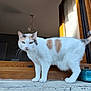 Minette participe au concours pour gagner de l'argent avec cette photo : cat, white_cat, orange_patches, gray_patches, animal, pet, windowsill, window, wooden_frame, blue_candle_holder, indoor, curious, alert, feline, whiskers, tail, paws, fur, domestic_cat, looking