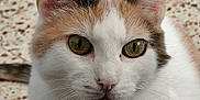 Minette participe au concours pour gagner de l'argent avec cette photo : cat, calico_cat, close_up, pet, animal, fur, whiskers, green_eyes, curious, indoor, face, ears, nose, portrait, mammal, feline, looking, sitting, floor, domestic_animal