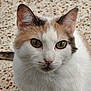 cat, calico_cat, close_up, pet, animal, fur, whiskers, green_eyes, curious, indoor, face, ears, nose, portrait, mammal, feline, looking, sitting, floor, domestic_animal