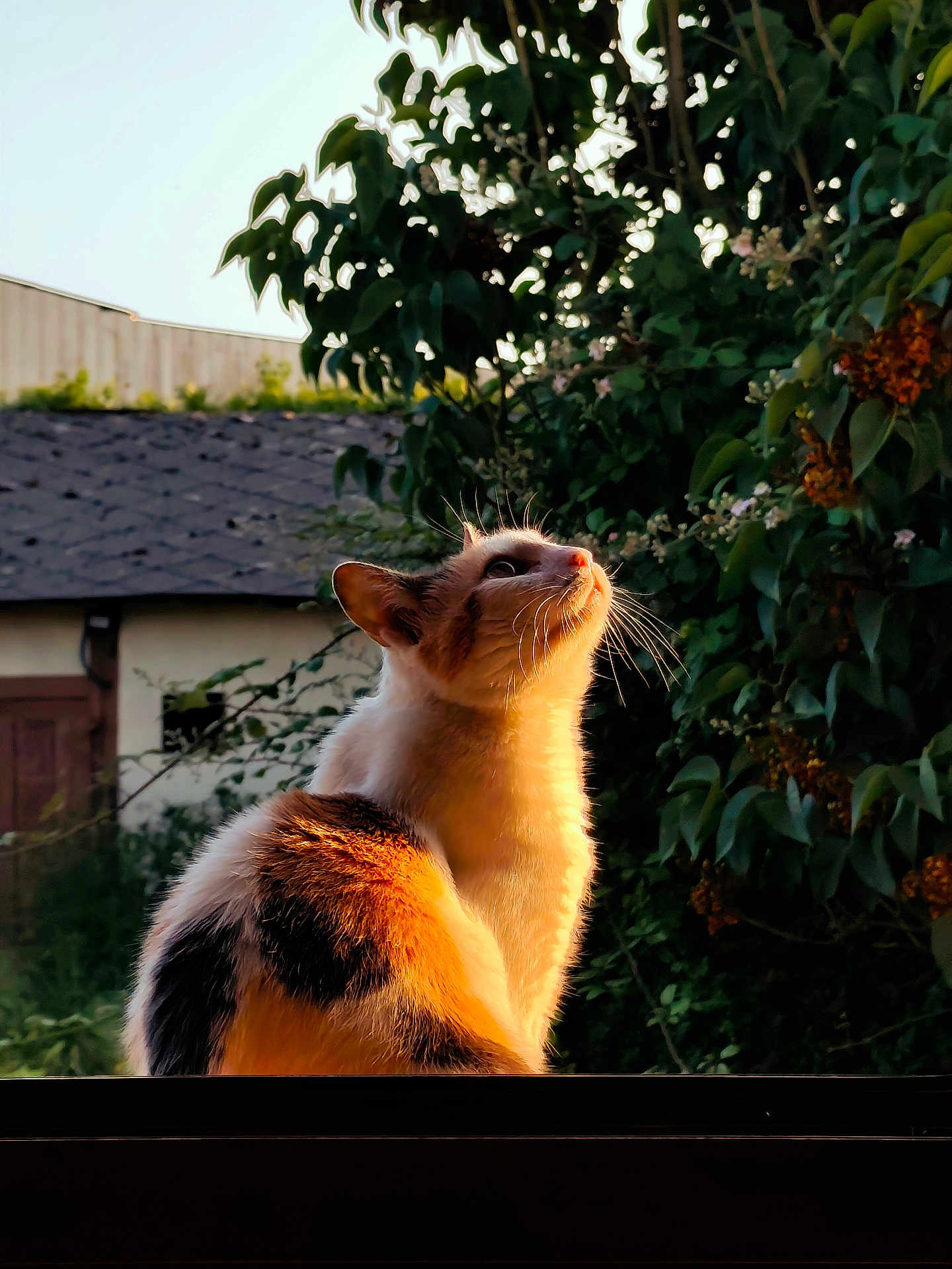 Minette a rejoint le concours — aidez-le/la à gagner de superbes lots ! cat, sunlight, outdoor, nature, animal, feline, greenery, window_sill, sunset, fur, whiskers, plant, building, calm, curious, pet, daylight, portrait, wildlife, close_up