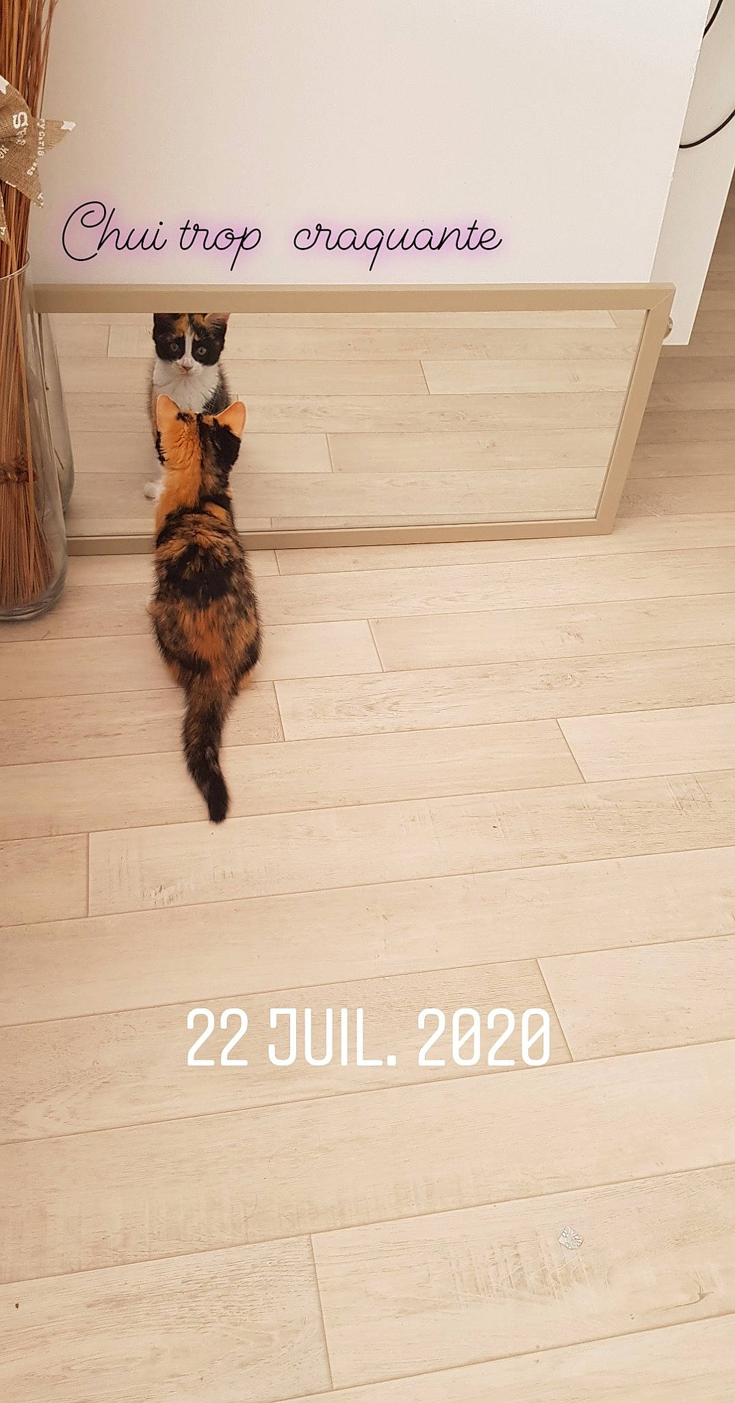 Robyne a rejoint le concours — aidez-le/la à gagner de superbes lots ! bengal, carnivore, cat, fawn, felidae, floor, flooring, font, fur, hardwood, kitten, laminate_flooring, photo_caption, small_to_medium_sized_cats, tail, wood, wood_flooring