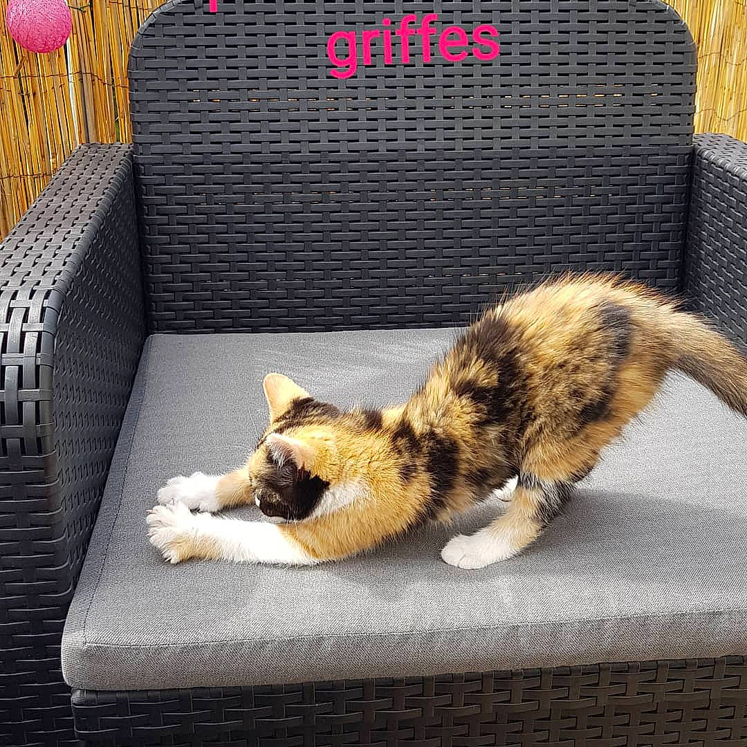 Robyne a rejoint le concours — aidez-le/la à gagner de superbes lots ! box, carnivore, cat, domestic_short_haired_cat, dragon_li, european_shorthair, felidae, fur, kitten, paw, polydactyl_cat, small_to_medium_sized_cats, tabby_cat, tail, whiskers