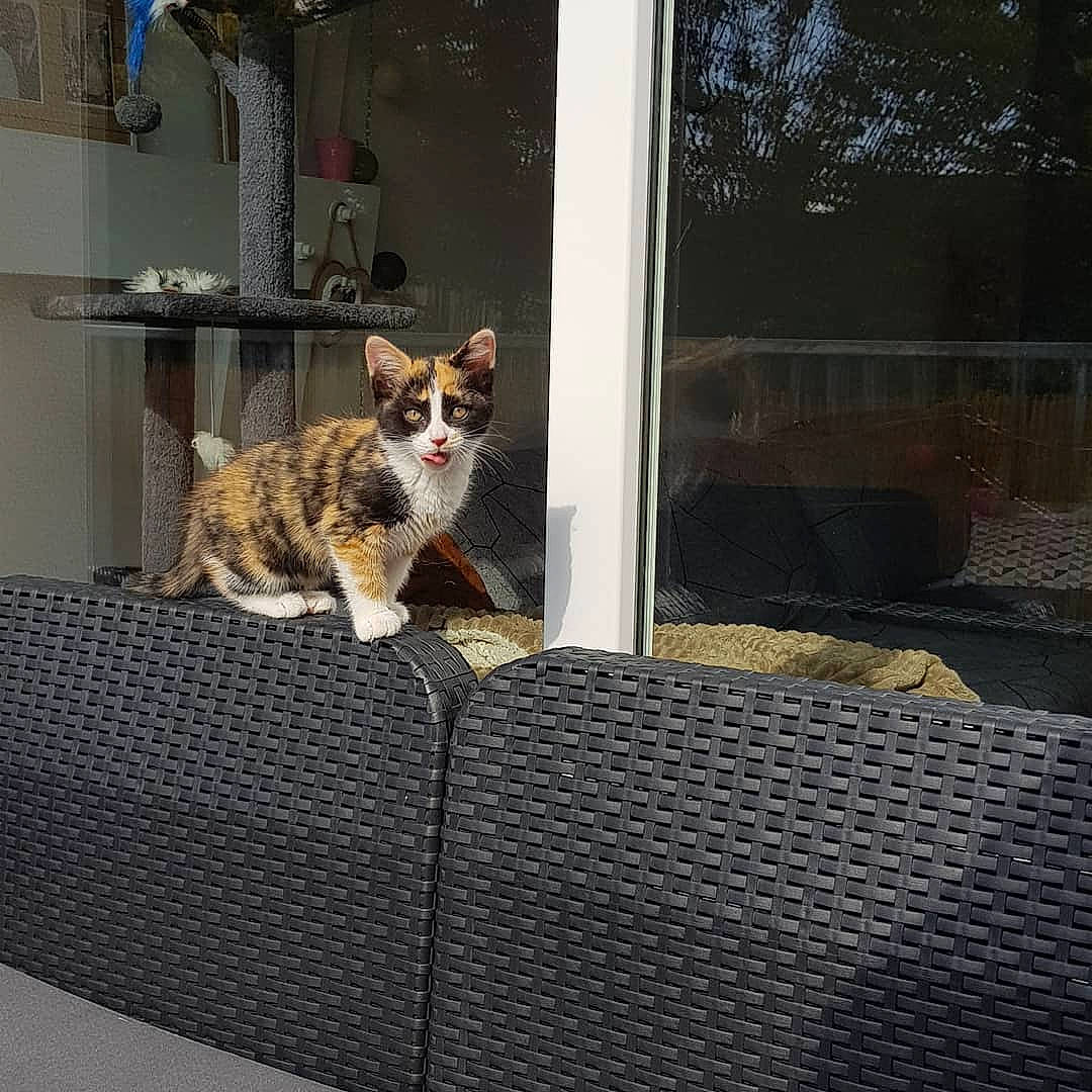 Robyne a rejoint le concours — aidez-le/la à gagner de superbes lots ! aegean_cat, canidae, carnivore, cat, domestic_short_haired_cat, door, european_shorthair, felidae, house, kitten, small_to_medium_sized_cats, tail, whiskers, window