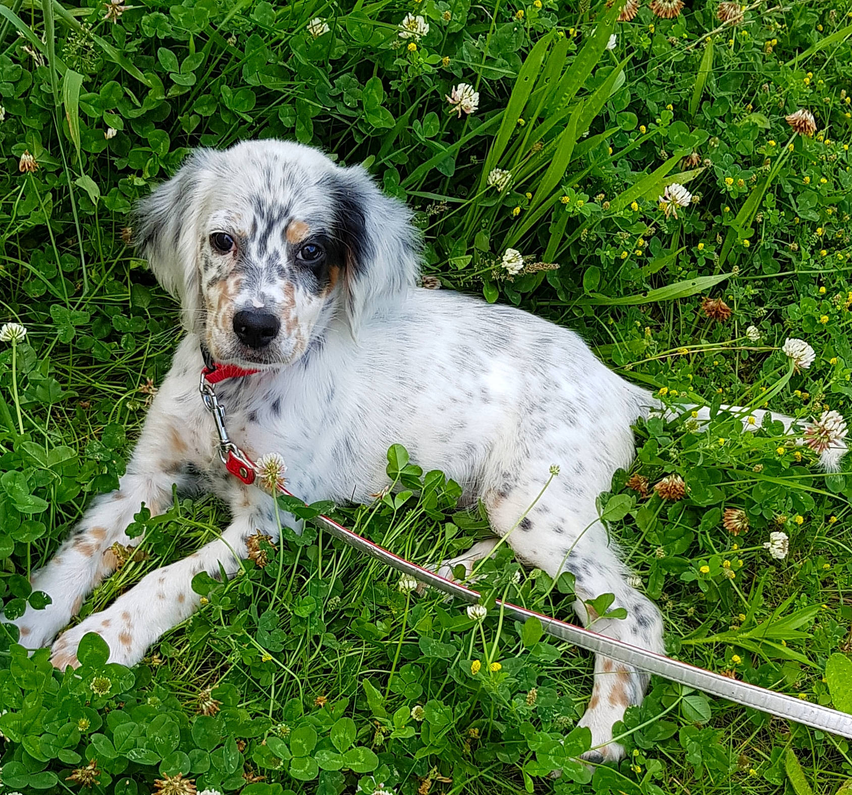 Renzo participe au concours pour gagner de l'argent avec cette photo : canidae, carnivore, companion_dog, dog, dog_breed, english_setter, irish_red_and_white_setter, mammal, rare_breed_dog, retriever, setter, sporting_group, vertebrate