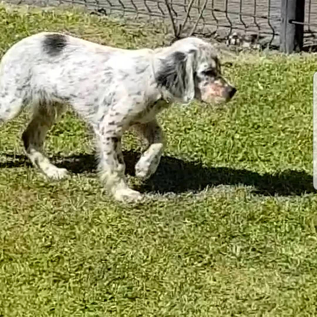 Renzo participe au concours pour gagner de l'argent avec cette photo : canidae, carnivore, cocker_spaniel, dog, dog_breed, english_setter, grand_bleu_de_gascogne, hunting_dog, mammal, russian_spaniel, setter, sporting_group, vertebrate