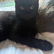 Batman a rejoint le concours — aidez-le/la à gagner de superbes lots ! animal, black_cat, blanket, cat, companion, cozy, curious, cute, domestic_cat, ears, eyes, feline, fur, indoors, light, pet, relaxed, resting, two_cats, window