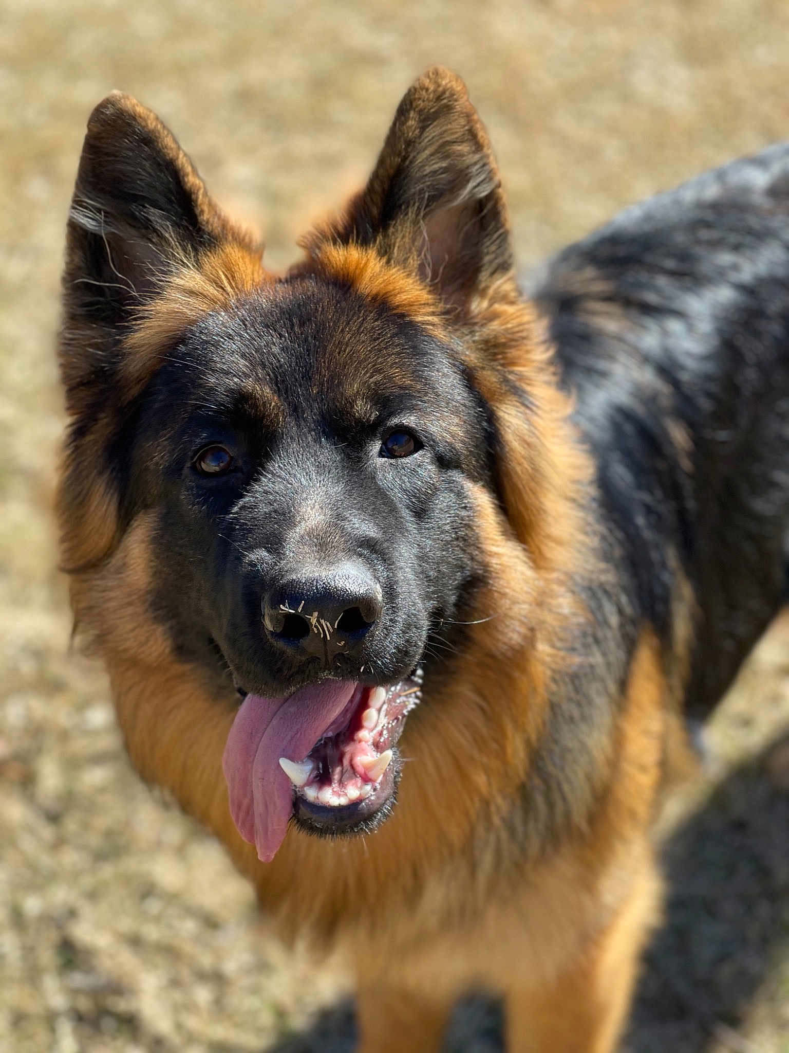 Valor 🐶 Dog Name Meaning & Popularity🥛 Embrace the thrill with the