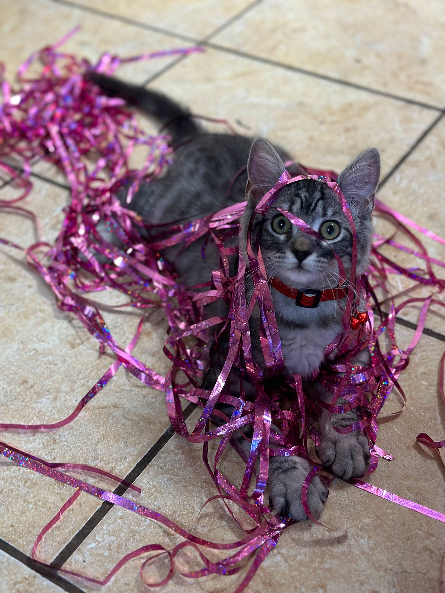 Sparkles is registered to the contest to win money with this photo: art, carmine, cat, craft, electric_blue, fashion_accessory, felidae, fur, magenta, pattern, purple, thread, visual_arts