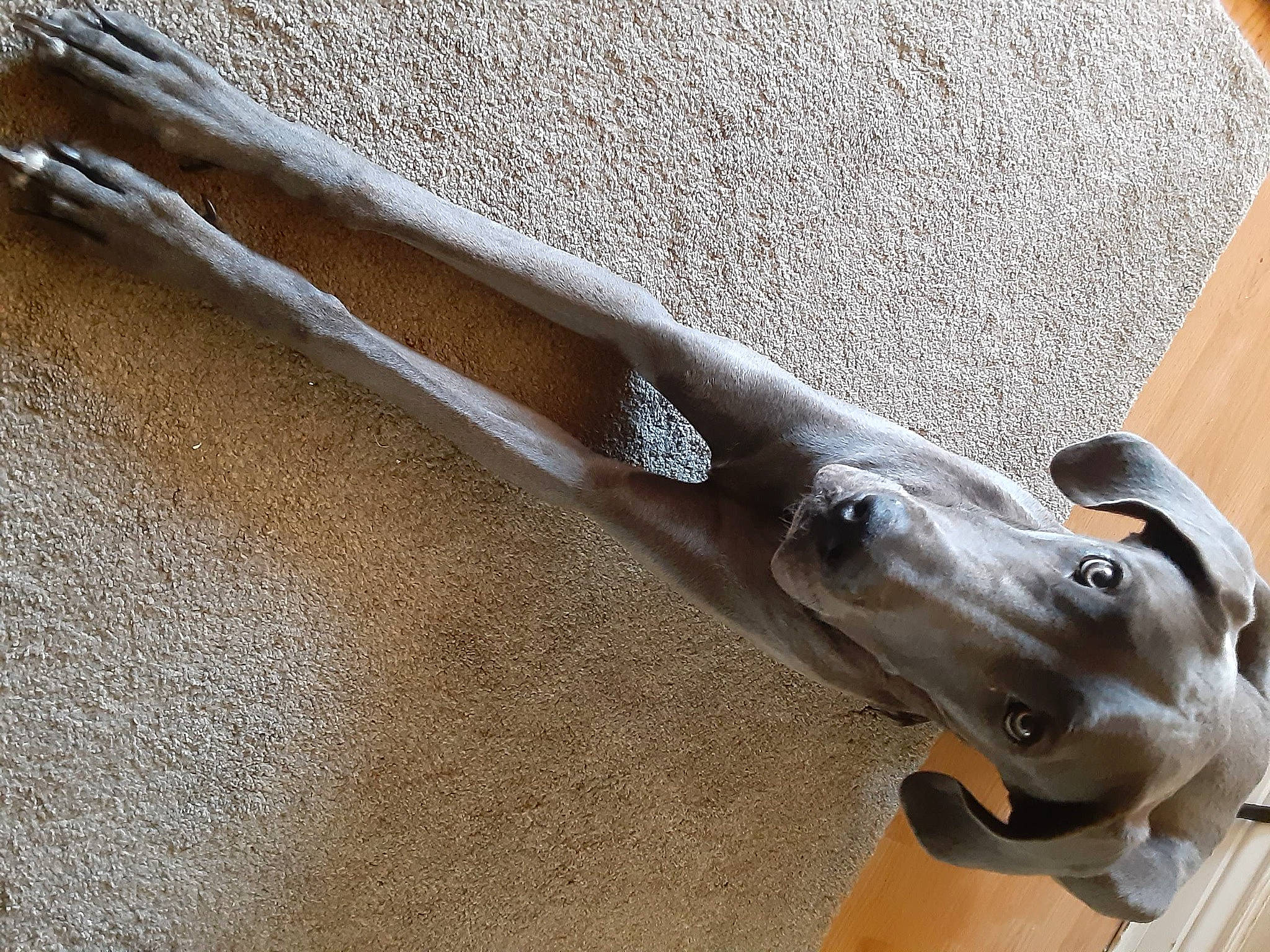 Willow is registered to the contest to win money with this photo: aluminium, art, bicycle_part, bronze_sculpture, fawn, metal, natural_material, nickel, sculpture, snout, steel, terrestrial_animal, titanium, wildlife, wood, working_animal