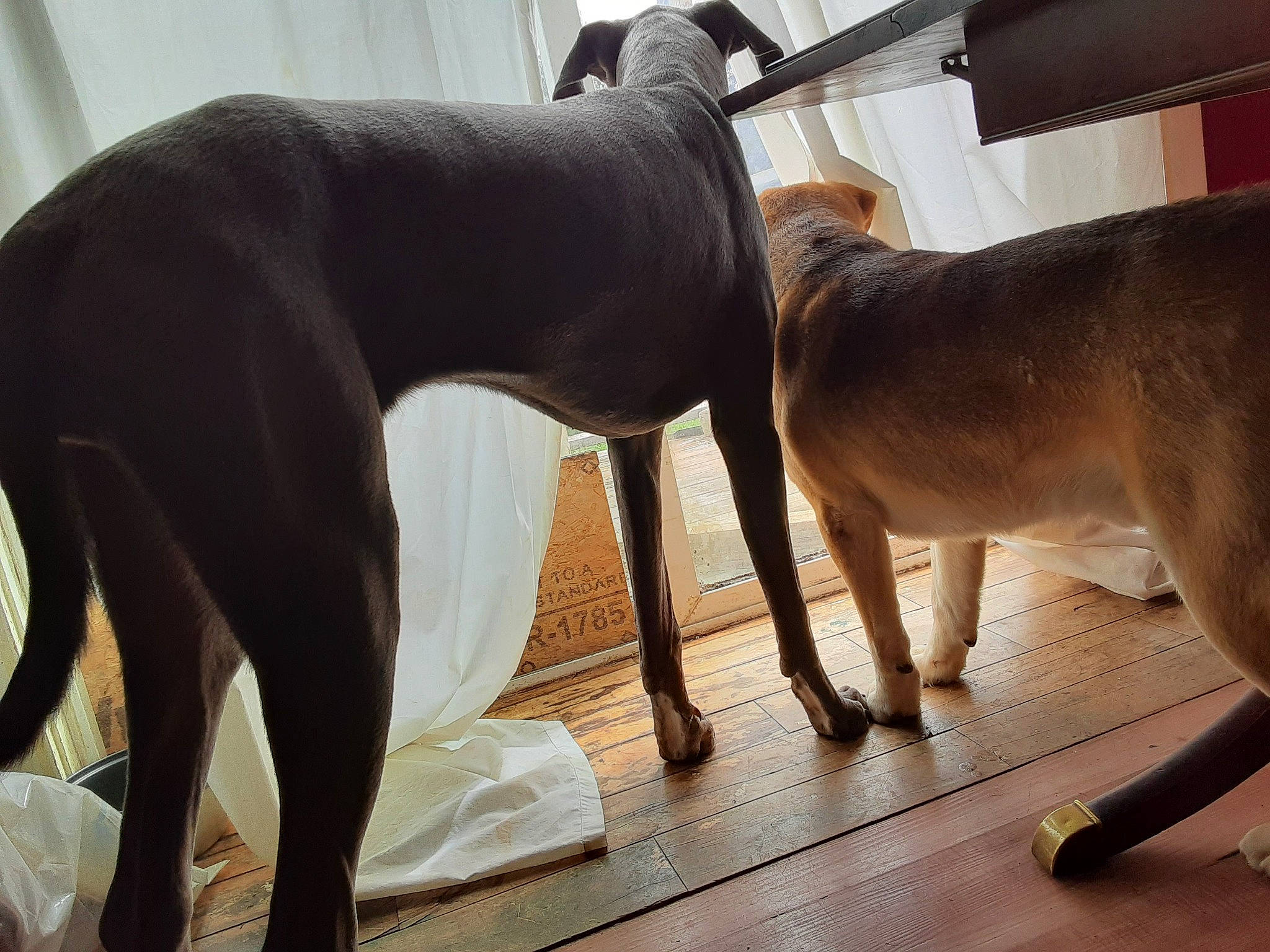 Willow joined the competition — help win amazing prizes! canidae, carnivore, comfort, companion_dog, dog, dog_breed, fawn, floor, flooring, foot, hardwood, human_leg, liver, pet_supply, snout, sporting_group, tail, terrestrial_animal, wood, working_animal