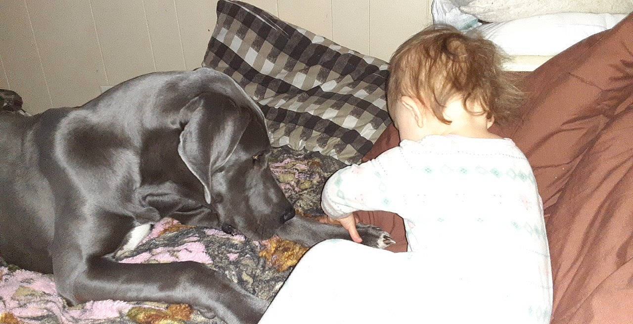 Willow is registered to the contest to win money with this photo: canidae, carnivore, comfort, companion_dog, couch, dog, dog_breed, fawn, fur, linens, liver, mammal, nap, pillow, sitting, snout, sporting_group, toddler, vertebrate, working_animal