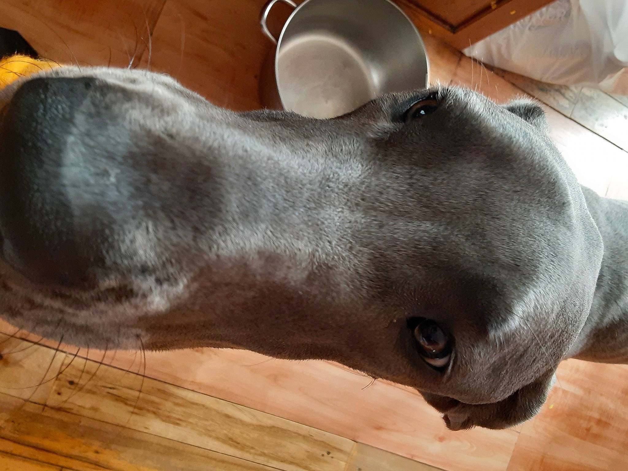 Willow is registered to the contest to win money with this photo: carnivore, collar, dairy, dog_breed, fawn, fur, hardwood, kitchen_appliance, kitchen_utensil, liver, mug, serveware, snout, sporting_group, tableware, tail, terrestrial_animal, whiskers, wood, working_animal