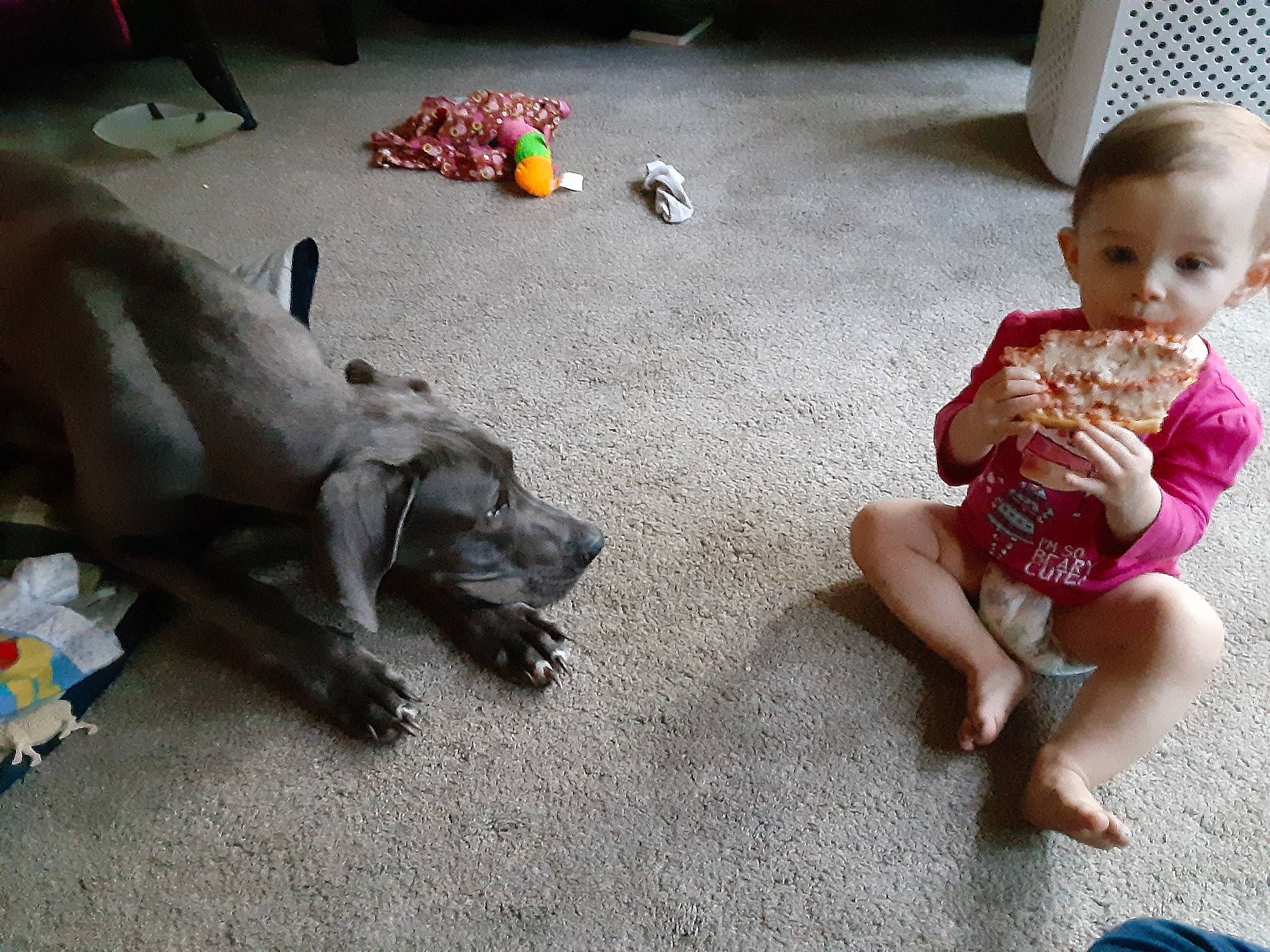 Willow is registered to the contest to win money with this photo: baby, baby_toddler_clothing, barefoot, carnivore, child, comfort, companion_dog, dog, dog_breed, fawn, flooring, foot, head, human_leg, lap, sitting, thigh, toddler, toy, working_animal