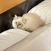 Angel is registered to the contest to win money with this photo: kitten, cat, blue_eyes, fluffy, bed, white_sheets, cozy, pet, animal, indoor, cute, fur, resting, young_cat, whiskers, small, domestic_cat, comfort, curious, lying_down