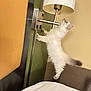 cat, fluffy, bed, lamp, switch, curious, indoor, furniture, white, standing, paw, wall, head, tail, soft, pet, animal, cozy, room, house