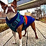 Bruneaux is registered to the contest to win money with this photo: animal, boston_terrier, building, closeup, colorful_clothing, confident, daytime, dog, fur, jacket, leaves, outdoor, park, pathway, pet, sidewalk, standing, tree, urban, walking