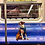 Bruneaux is registered to the contest to win money with this photo: animal, bench, blue, canine, clean, dog, harness, indoor, lonely, metal, mural, pet, pole, public_transport, reflection, seating, side_view, subway, urban, window