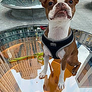 Bruneaux joined the competition — help win amazing prizes! animal, boston_terrier, brown_and_white, building, canine, casual, cityscape, curious, daylight, dog, ears, glass_table, leash, outdoor, pavement, person, pet, reflection, seated, urban