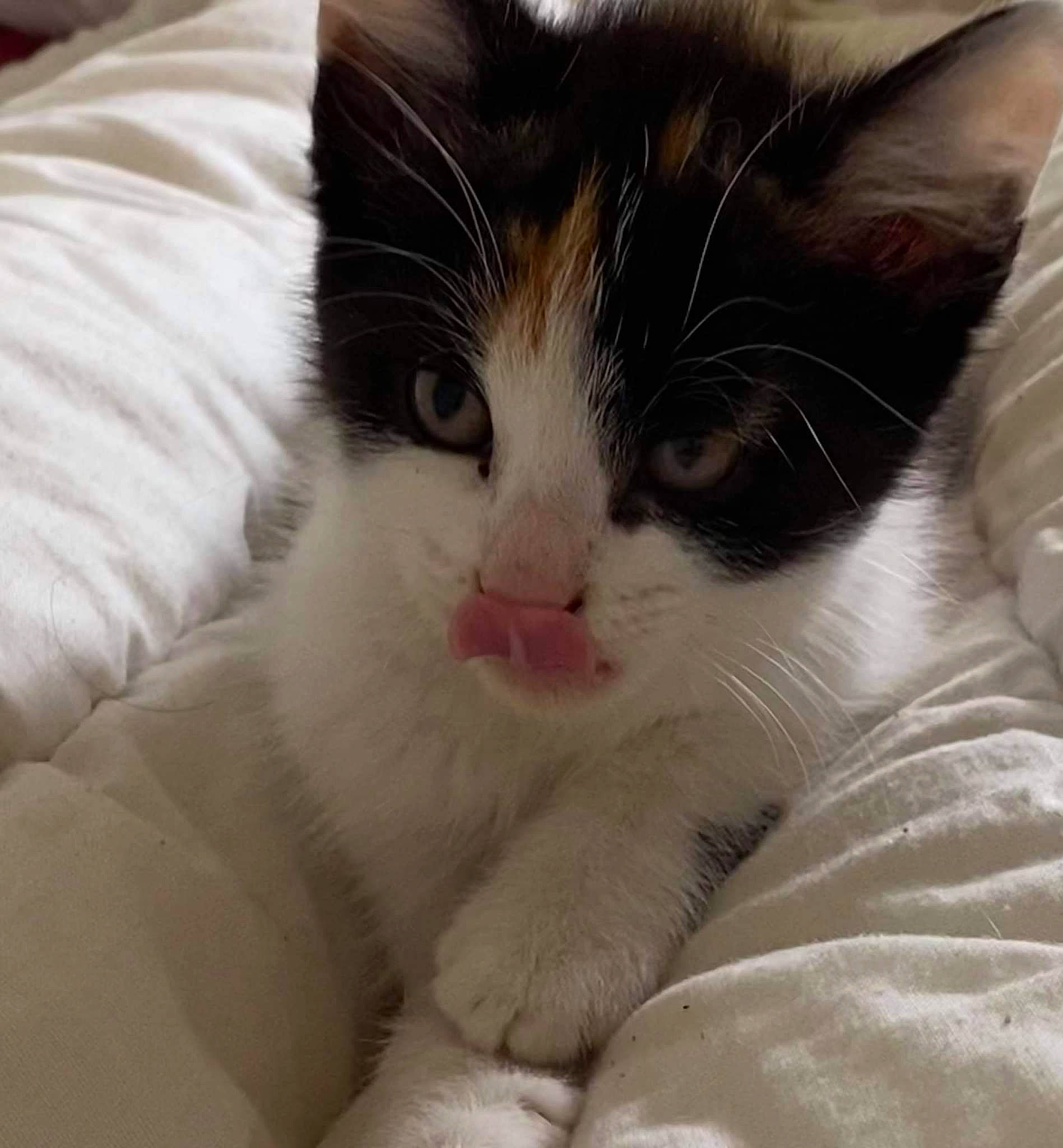 Annabelle a rejoint le concours — aidez-le/la à gagner de superbes lots ! carnivore, cat, claw, comfort, domestic_short_haired_cat, eye, felidae, foot, fur, nap, nose, paw, sleep, small_to_medium_sized_cats, snout, tail, terrestrial_animal, whiskers