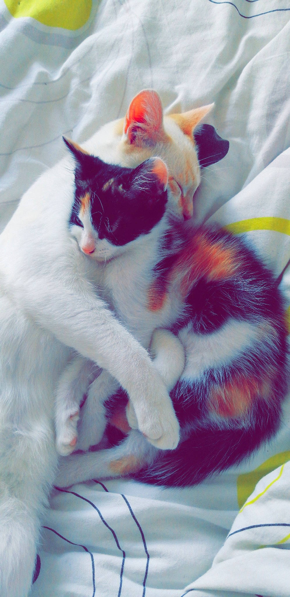 Annabelle a rejoint le concours — aidez-le/la à gagner de superbes lots ! carnivore, cat, claw, comfort, domestic_short_haired_cat, eye, fawn, felidae, foot, fur, lap, magenta, nap, paw, sitting, sleep, small_to_medium_sized_cats, snout, tail, whiskers