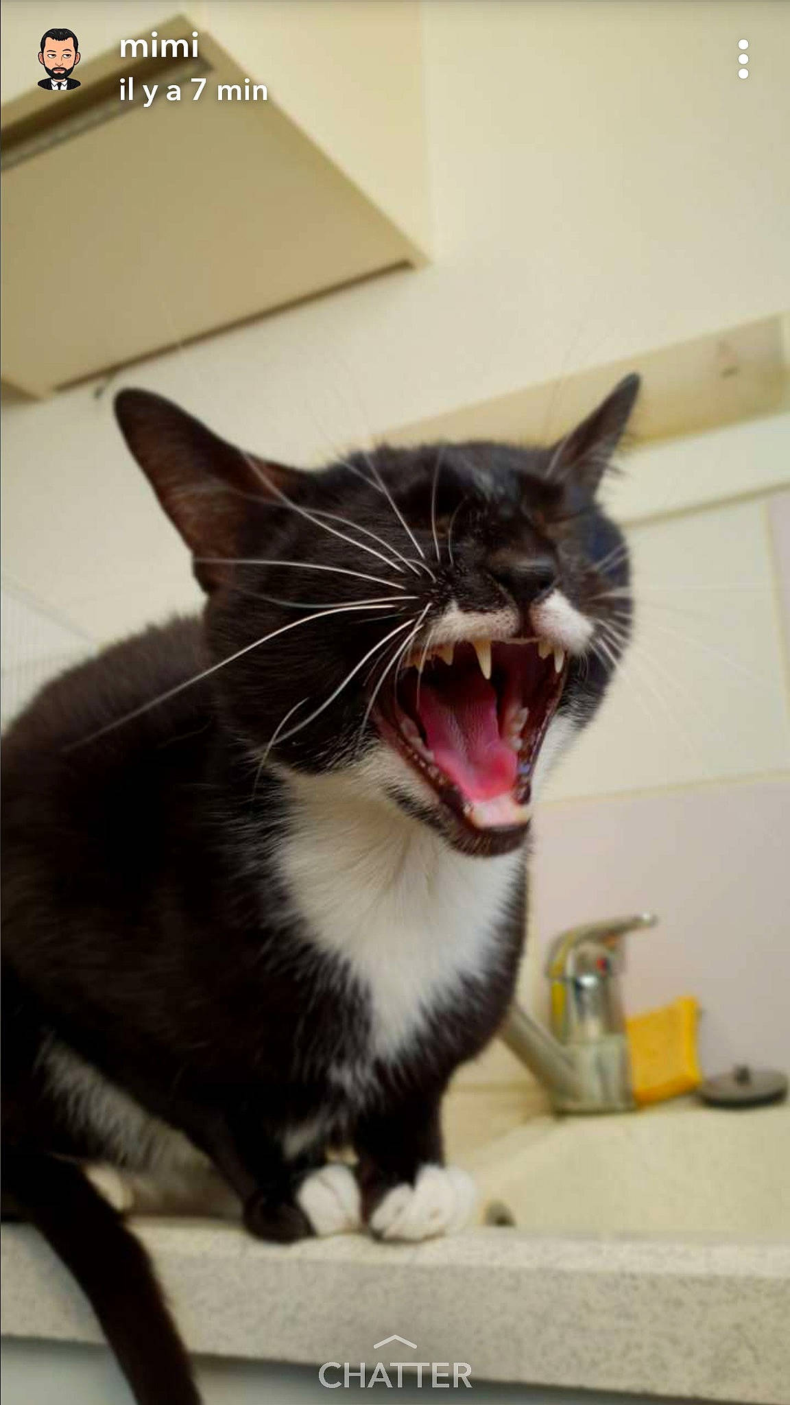 Chanchan a rejoint le concours — aidez-le/la à gagner de superbes lots ! cat, cat_like_mammal, domestic_short_haired_cat, emotion, facial_expression, fauna, fur, kitten, person, small_to_medium_sized_cats, snout, whiskers, yawn