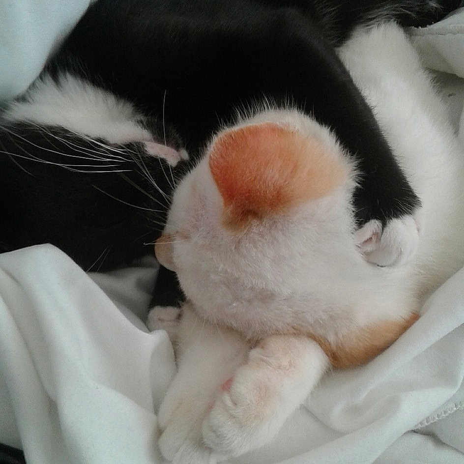 Chanchan participe au concours pour gagner de l'argent avec cette photo : cat, cat_like_mammal, domestic_short_haired_cat, ear, european_shorthair, fur, kitten, nap, nose, paw, skin, small_to_medium_sized_cats, snout, whiskers