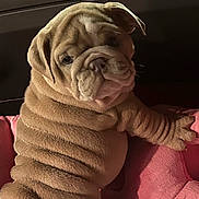 Mrs. Piggy is registered to the contest to win money with this photo: puppy, bulldog, dog, wrinkles, pet, cute, indoor, car_interior, pink_cushion, soft_texture, fur, animal, companion, young, portrait, looking_back, relaxed, adorable, small, mammal