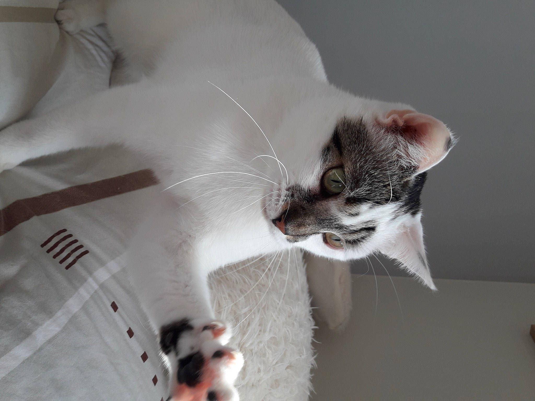 Gus a rejoint le concours — aidez-le/la à gagner de superbes lots ! carnivore, cat, claw, comfort, domestic_short_haired_cat, fawn, felidae, fur, gesture, grey, paw, small_to_medium_sized_cats, snout, tail, whiskers