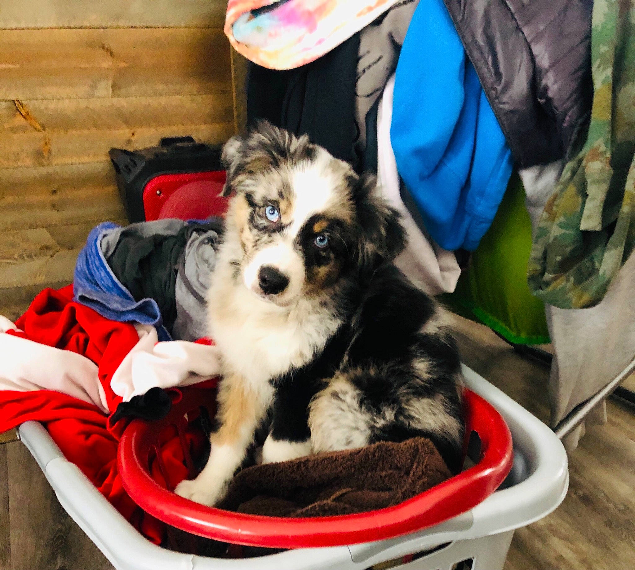 Enzo joined the competition — help win amazing prizes! australian_collie, basket, canidae, carnivore, companion_dog, dog, dog_breed, dog_supply, fur, home_accessories, mammal, miniature_australian_shepherd, outdoor_furniture, pet_supply, puppy, sporting_group, vertebrate, wicker, working_animal, working_dog