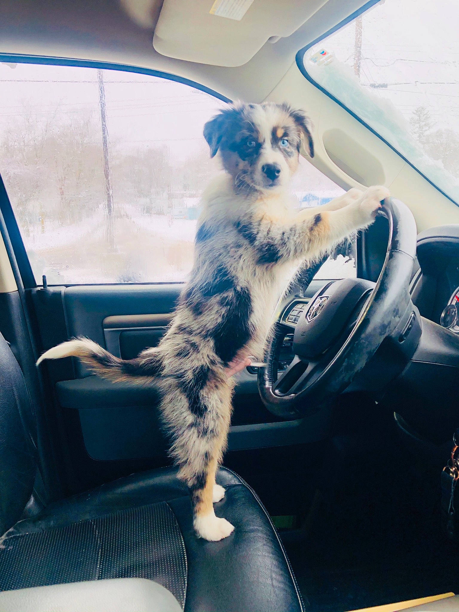 Enzo is registered to the contest to win money with this photo: automotive_exterior, automotive_mirror, automotive_window_part, canidae, car_seat, car_seat_cover, carnivore, companion_dog, dog, dog_breed, fixture, fur, glass, motor_vehicle, snout, steering_part, steering_wheel, vehicle_door, vertebrate, windshield