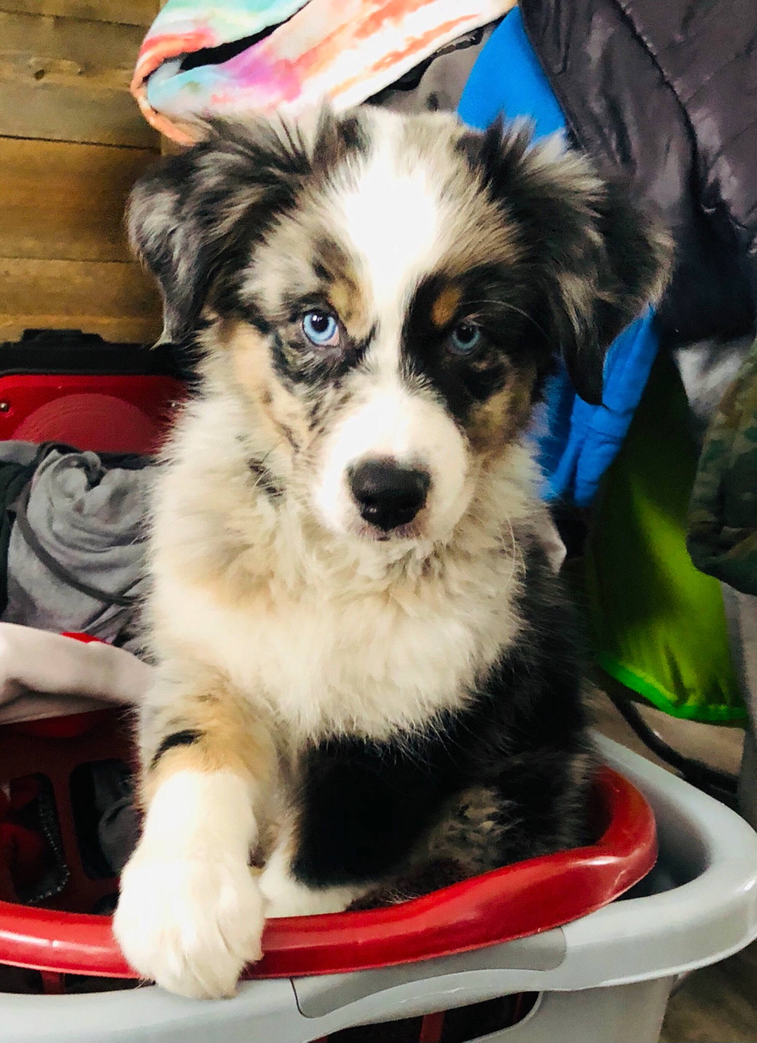 Enzo is registered to the contest to win money with this photo: canidae, carnivore, companion_dog, dog, dog_breed, dog_collar, dog_supply, fur, mammal, pet_supply, puppy, snout, sporting_group, vertebrate, whiskers, working_animal, working_dog